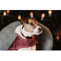 Collier pour chien Corduroy Kentucky Bordeaux