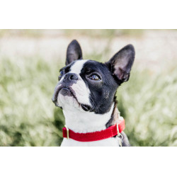 Collier pour chien Corduroy Kentucky Rouge Collier pour chien Corduroy Kentucky Rouge