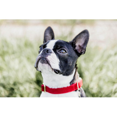 Collier pour chien Corduroy Kentucky Rouge Collier pour chien Corduroy Kentucky Rouge