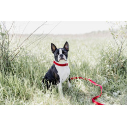 Collier pour chien Corduroy Kentucky Rouge Collier pour chien Corduroy Kentucky Rouge