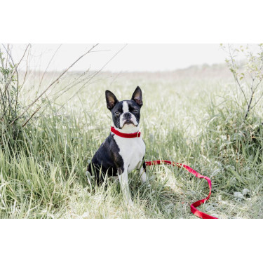 Collier pour chien Corduroy Kentucky Rouge Collier pour chien Corduroy Kentucky Rouge