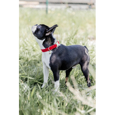 Collier pour chien Corduroy Kentucky Rouge Collier pour chien Corduroy Kentucky Rouge