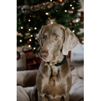 Collier pour chien Corduroy Kentucky Vert sapin