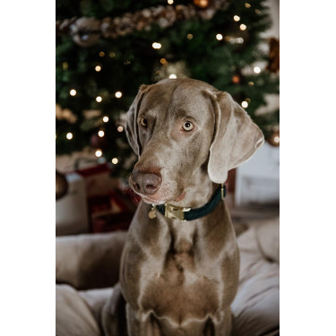 Collier pour chien Corduroy Kentucky Vert sapin