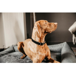 Collier pour chien Corduroy Kentucky Noir Collier pour chien Corduroy Kentucky Noir