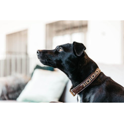 Collier pour chien en Perles faites-main Kentucky