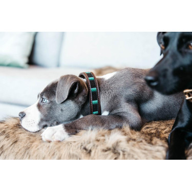 Collier pour chien en Perles faites-main Kentucky Noir