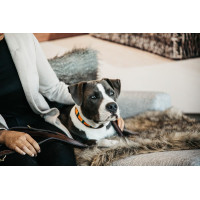 Collier pour chien en Perles faites-main Kentucky Pure orange