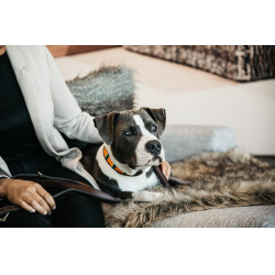 Collier pour chien en Perles faites-main Kentucky Pure orange