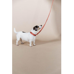 Collier pour chien Jacquard Kentucky Terracotta Orange Collier pour chien Jacquard Kentucky Terracotta Orange