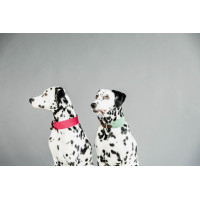 Collier pour chien Jacquard Kentucky Terracotta Orange