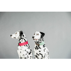 Collier pour chien Jacquard Kentucky Vert olive