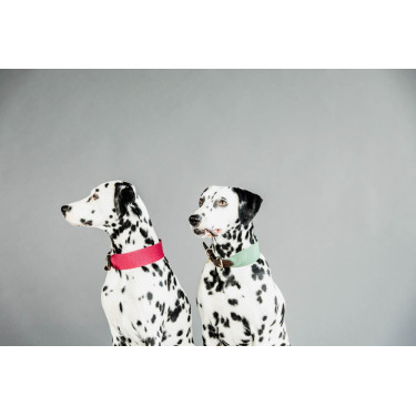Collier pour chien Jacquard Kentucky Vert olive