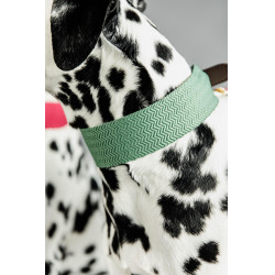 Collier pour chien Jacquard Kentucky Vert olive