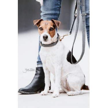 Collier pour chien Pied-de-poule Kentucky Collier pour chien Pied-de-poule Kentucky