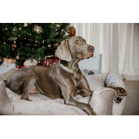 Collier pour chien Pied-de-poule Kentucky Noir Collier pour chien Pied-de-poule Kentucky Noir