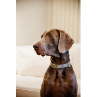 Collier pour chien Pied-de-poule Kentucky Noir Collier pour chien Pied-de-poule Kentucky Noir