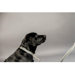 Collier pour chien Pied-de-poule Kentucky Brun Marron