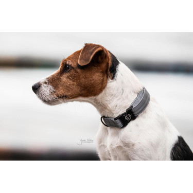 Collier pour chien Réfléchissant Kentucky Collier pour chien Réfléchissant Kentucky