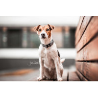 Collier pour chien Réfléchissant Kentucky Argent Collier pour chien Réfléchissant Kentucky Argent