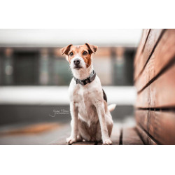 Collier pour chien Réfléchissant Kentucky Argent