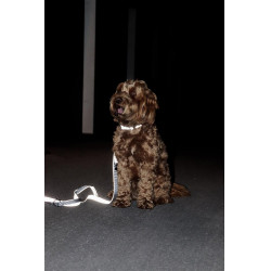 Collier pour chien Réfléchissant Kentucky Argent