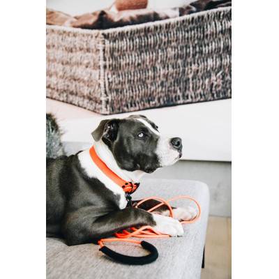 Collier pour chien Soft Rubber Kentucky Neon orange