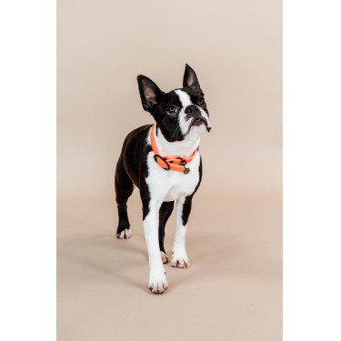 Collier pour chien Soft Rubber Kentucky Collier pour chien Soft Rubber Kentucky