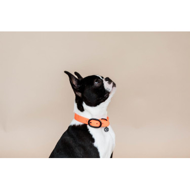 Collier pour chien Soft Rubber Kentucky Collier pour chien Soft Rubber Kentucky