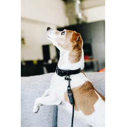 Collier pour chien Soft Rubber Kentucky Noir Collier pour chien Soft Rubber Kentucky Noir