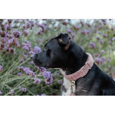 Collier pour chien Teddy Fleece Kentucky Vieux rose Collier pour chien Teddy Fleece Kentucky Vieux rose