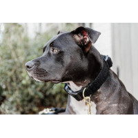 Collier pour chien Teddy Fleece Kentucky Vert sapin