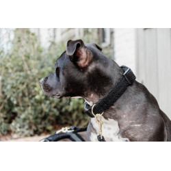 Collier pour chien Teddy Fleece Kentucky Noir