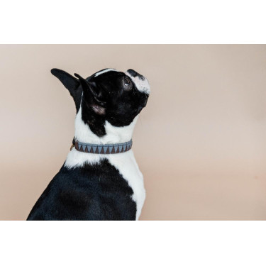 Collier pour chien Triangle Kentucky Collier pour chien Triangle Kentucky