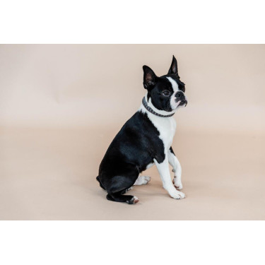 Collier pour chien Triangle Kentucky Collier pour chien Triangle Kentucky