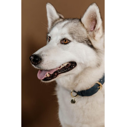 Collier pour chien Vegan Leather Kentucky Navy Bleu marine Collier pour chien Vegan Leather Kentucky Navy Bleu marine