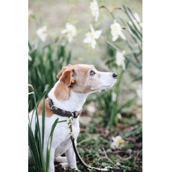 Collier pour chien Velvet Leather Kentucky