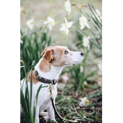 Collier pour chien Velvet Leather Kentucky Brun