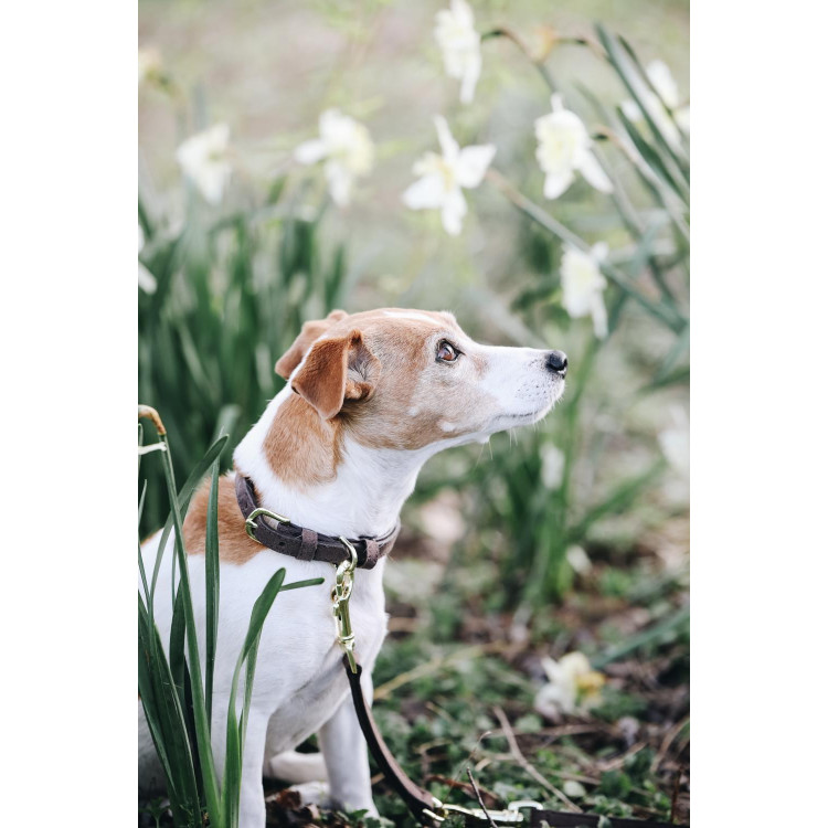 Collier pour chien Velvet Leather Kentucky