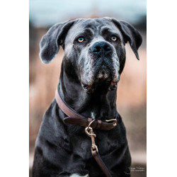Collier pour chien Velvet Leather Kentucky Brun Marron Collier pour chien Velvet Leather Kentucky Brun Marron