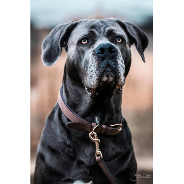 Collier pour chien Velvet Leather Kentucky Collier pour chien Velvet Leather Kentucky