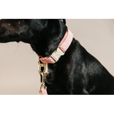 Collier pour chien Wool Kentucky Collier pour chien Wool Kentucky