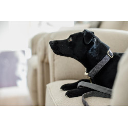 Collier pour chien Wool Kentucky Gris