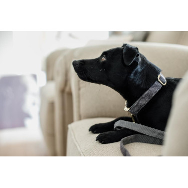 Collier pour chien Wool Kentucky Gris