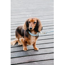 Collier pour chien Wool Kentucky Bleu clair
