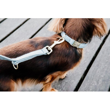 Collier pour chien Wool Kentucky Bleu clair