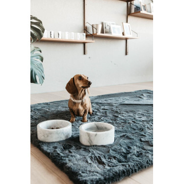 Collier pour chien Wool Kentucky Beige