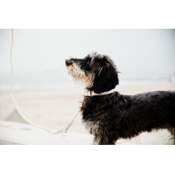 Collier pour chien Wool Kentucky Beige