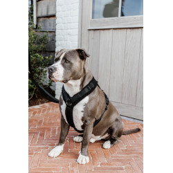 Harnais pour chien Active Teddy Fleece Kentucky