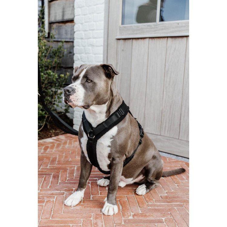 Harnais pour chien Active Teddy Fleece Kentucky Harnais pour chien Active Teddy Fleece Kentucky